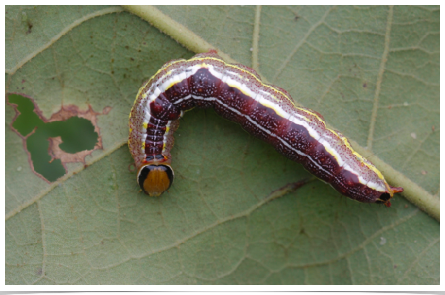 Variable Oakleaf Caterpillar on Post Oak
Lochmaeus manteo
Bibb County, Alabama Variable Oakleaf Caterpillar on Post Oak
Lochmaeus manteo
Bibb County, Alabama